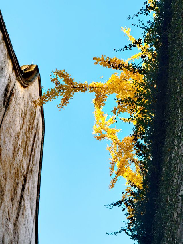 滿城秋色,一宅金黃 滿城秋色,一宅金黃