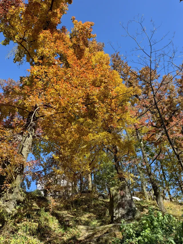 今日實況,指南村的楓葉紅了 今日實況,指南村的楓葉紅了