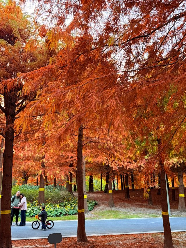上海的秋天｜藏在康橋的「大興安嶺」小眾秘境！