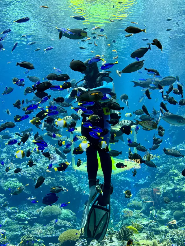 在漫天煙花下坐旋轉木馬,五天四晚玩不夠!