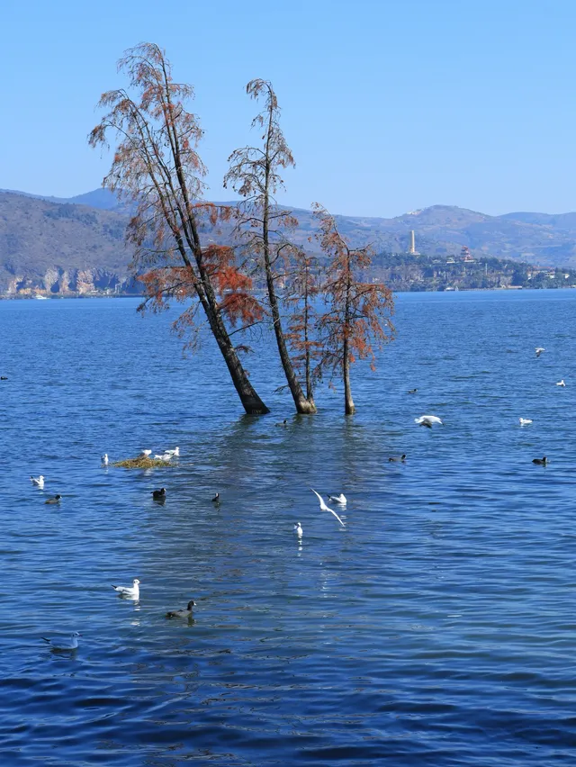 大理旅行 ｜龍龕碼頭入口這個機位太美了吧