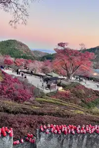 大阪勝尾寺夜間點燈絕美!跟白天完全不同