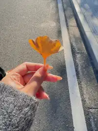 落葉倒數計時!千島湖落日金葉,衝就對了!