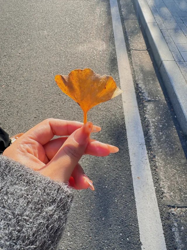 落葉倒數計時!千島湖落日金葉,衝就對了! 落葉倒數計時!千島湖落日金葉,衝就對了!