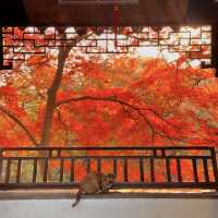 帶上這個以防萬一｜秋天的星星調色教程