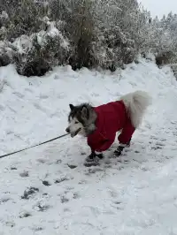 神農架冬日童話|闖入南國最純淨的雪國