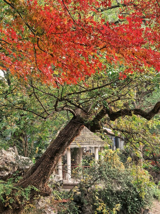 葉園秋深 | 一庭朱色染畫簷 葉園秋深 | 一庭朱色染畫簷