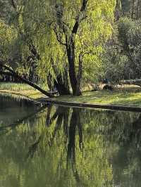秋天的共青森林公園彷彿是一幅油畫