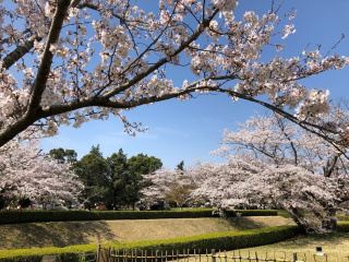 佐倉城址公園の桜が満開