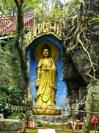 楽至千年樹抱仏の奇観