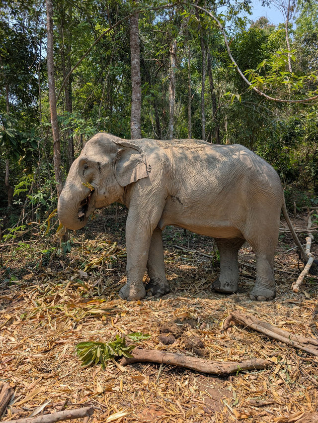 Wonderful Experience with Happy Elephants!