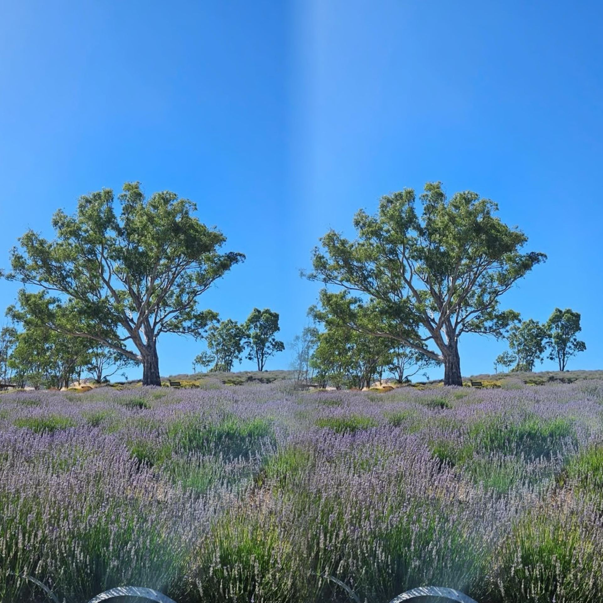 South Australia hides a world-class purple sea of flowers, more beautiful than the South of France