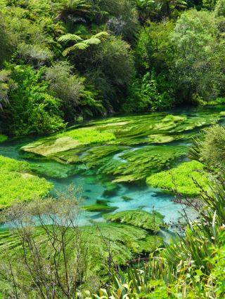 Blue Spring, the natural air conditioner of New Zealand's North Island during summer, and the Tiffany Blue Ceiling