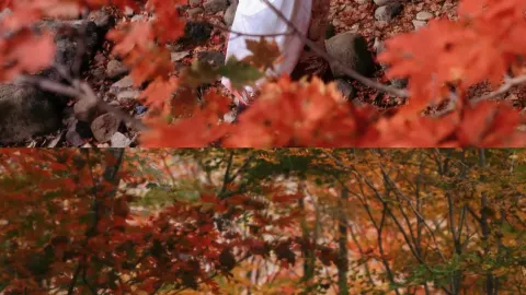 Seriously, autumn in Northeast China is so underrated!  — traveler post in Shenyang
