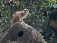 Singapore Zoo, Great Experience 