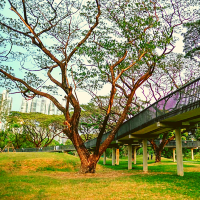 🏞️ปอดกลางกรุง