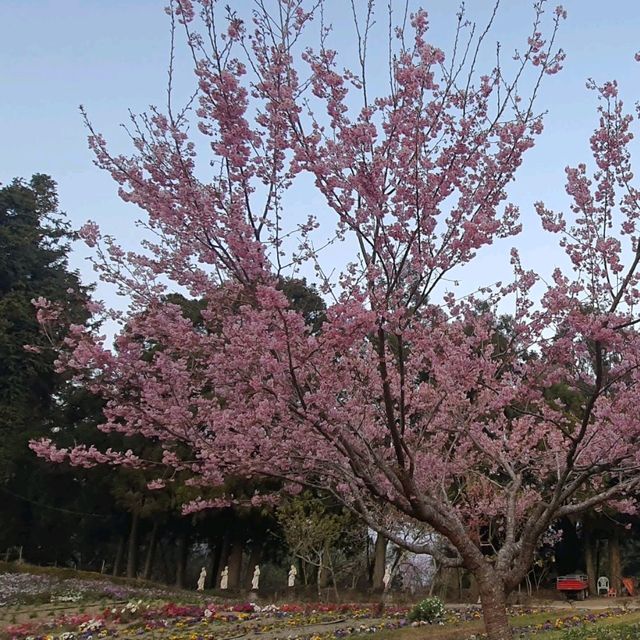 OPEN將的高山花園【清境小瑞士花園】