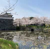 博多　大濠公園　桜が満開