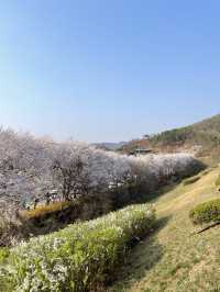 의왕 벚꽃 명소 백운호수