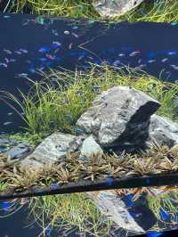 融合藝術與生物的新感覺水族館