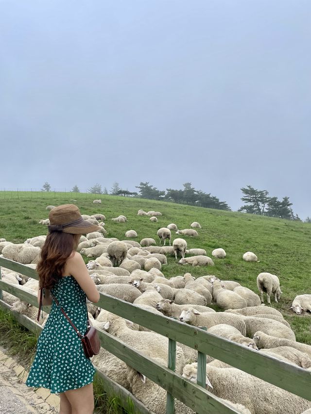 강릉에서 30분이면 갈 수 있는 대관령양떼목장🐑