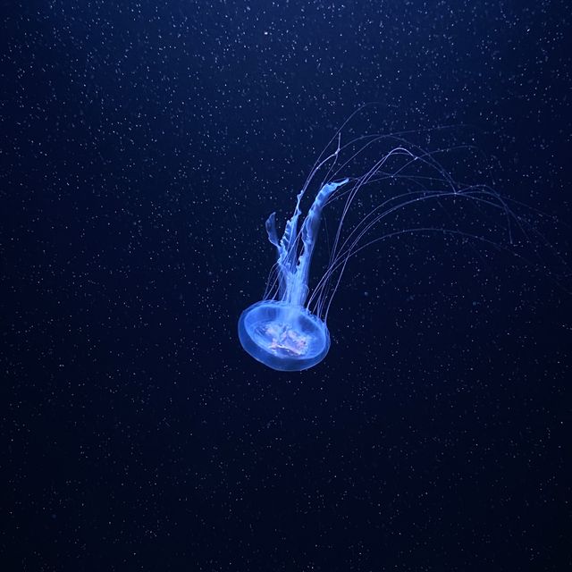 แวะชมตู้แมงกระพรุนหลากสีที่ Underwater World 🌊