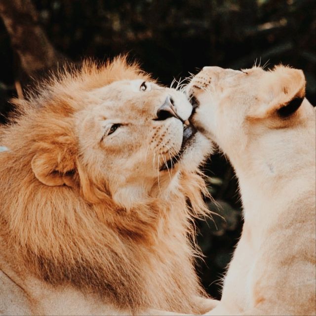 Bali Zoo