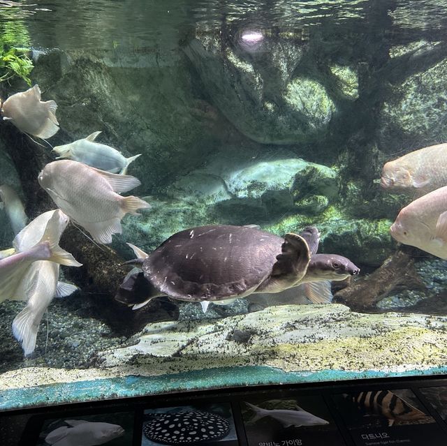 帶小朋友一起探索大海的奧秘 🐠🦑🌊