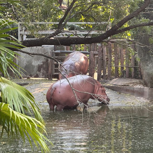 深圳野生動物園🐈‍⬛🐈‍⬛