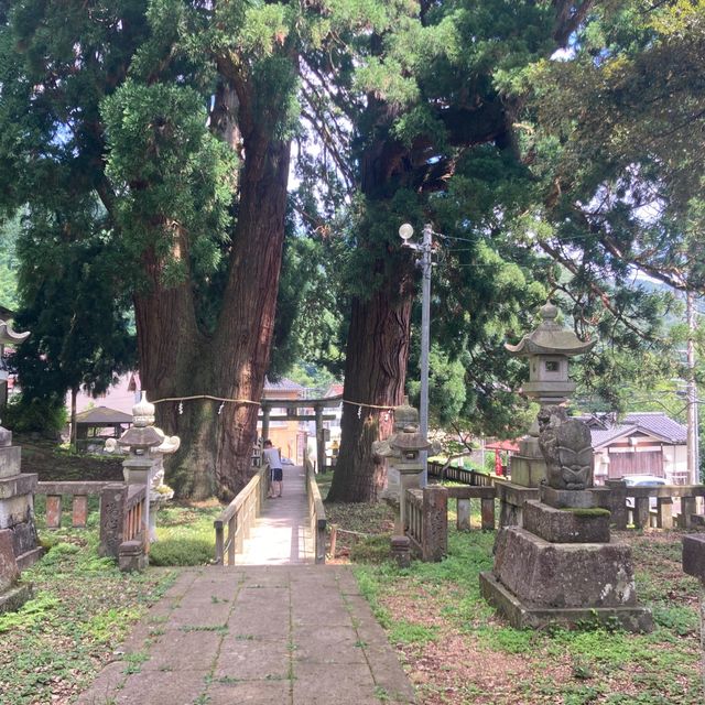 山中温泉　【栢野の大杉 (かやののおおすぎ)]