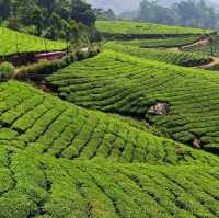 Must Visit Place in Munnar 