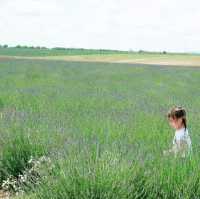 Breathtaking lavender fields in Provence FR