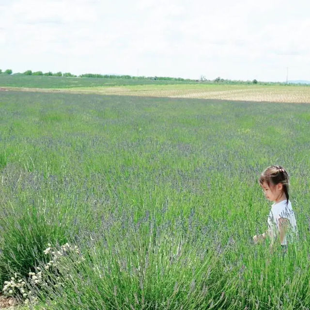 Breathtaking lavender fields in Provence FR