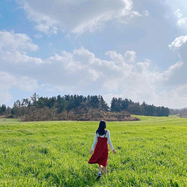 제주의 초록빛🌿 아침미소목장🐄
