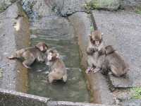 【大分県】 ニホンザルの聖地「高崎山自然動物園」🐒