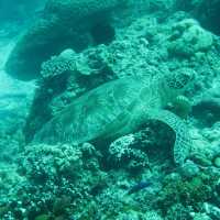 diving in white beach @bohol 