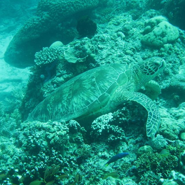 diving in white beach @bohol 