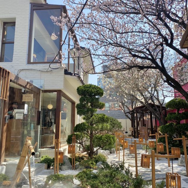 🌸살구꽃+목련조합 뷰 맛집추천 🕊