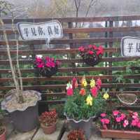 陽明山櫻花盛開啦！到處人山人海，大推苗榜餐廳驚豔的好吃