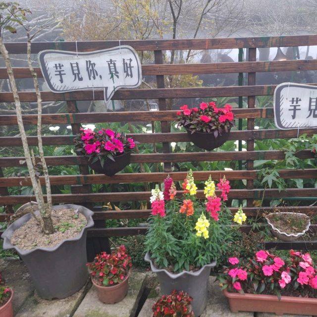 陽明山櫻花盛開啦！到處人山人海，大推苗榜餐廳驚豔的好吃