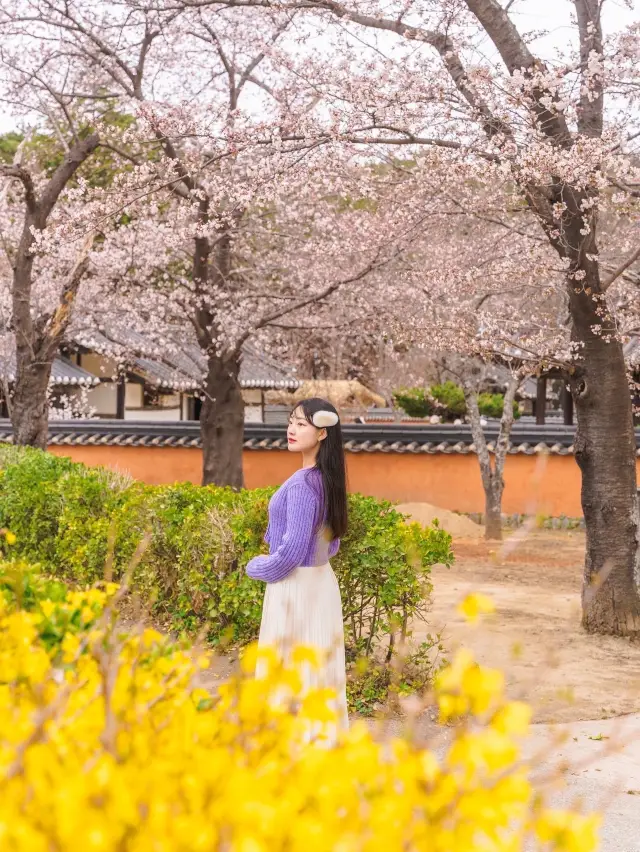 강릉에 꽃놀이하러 가봤어? 제 1탄🌸