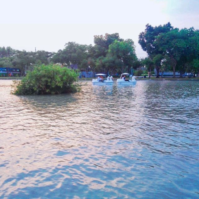 ชมพูพันธุ์ทิพย์บานที่สวนจตุจักร