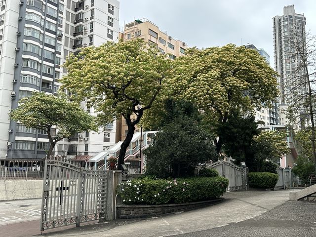 香港賞花 | 太子道西一帶魚木盛放