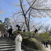 京都清水寺：賞櫻參拜🌸逛逛拍照地分享