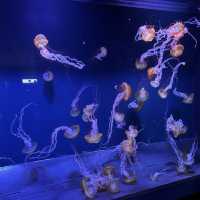 水母主打～墨田水族館