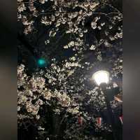 日櫻與夜櫻@上野公園