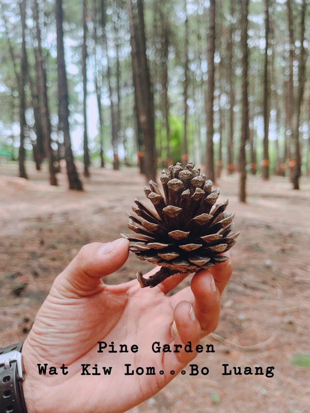สวนสน...ที่ไม่ใช่ที่สวน