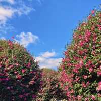 제주 동백꽃 명소 “동백 포레스트”🌺