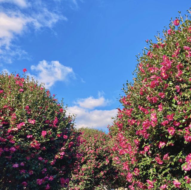 제주 동백꽃 명소 “동백 포레스트”🌺