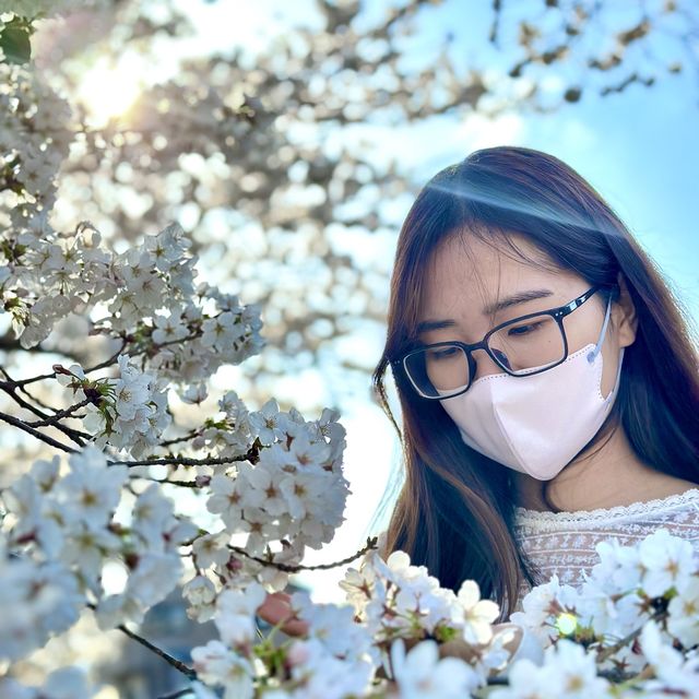 Sakura